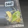 plant/Alocasia scalprum mint-1-thumbnail
