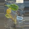 plant/Alocasia scalprum mint-6-thumbnail