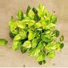 plant/Pothos Golden Churchill starter plant growers choice-0-thumbnail