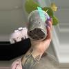 plant/Anthurium Hoffmannii x (Papi x Mag)-3-thumbnail