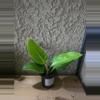 plant/4" Philodendron Moonlight Growers Choice #2-1-thumbnail