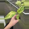 plant/Pothos Golden Churchill starter plant growers choice-3-thumbnail