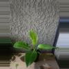 plant/4" Philodendron Moonlight Growers Choice #2-0-thumbnail