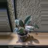 plant/5" Ficus Ruby growers choice-0-thumbnail