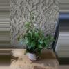 plant/4" Black Pagoda Lipstick Plant Growers choice #2-0-thumbnail