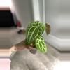 plant/Anthurium Hoffmannii x (Papi x Mag)-0-thumbnail