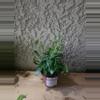 plant/4" Black Pagoda Lipstick Plant Growers choice #2-1-thumbnail
