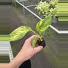 plant/Pothos Golden Churchill starter plant growers choice-4-thumbnail