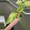 plant/Pothos Golden Churchill starter plant growers choice-2-thumbnail