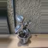 plant/5" Ficus Ruby growers choice-1-thumbnail