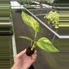 plant/Pothos Golden Churchill starter plant growers choice-6-thumbnail