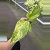plant/Pothos Golden Churchill starter plant growers choice-1-thumbnail