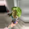 plant/Anthurium Hoffmannii x (Papi x Mag)-1-thumbnail