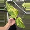 plant/Pothos Golden Churchill starter plant growers choice-5-thumbnail
