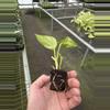 plant/Pothos Golden Churchill starter plant growers choice-7-thumbnail