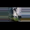 plant/Art Original Painting Sheep 8 x 6" on Archival Paper Irish Sheep OOAK-4-thumbnail