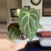 plant/Anthurium Forgetti silver X Indo Hoffmann X (from carnivero)-0-thumbnail