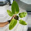 plant/Philodendron Ruaysap Variegated-0-thumbnail