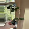 plant/Hoya Carnosa “Wilbur Graves” China-0-thumbnail