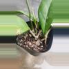 plant/Hoya in 2 inch pot-4-thumbnail