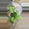 plant/Hoya in 2 inch pot-3-thumbnail