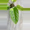 plant/Philodendron Ruaysap Variegated-2-thumbnail