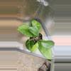 plant/Hoya in 2 inch pot-2-thumbnail