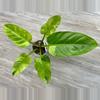 plant/Philodendron Ruaysap Variegated-1-thumbnail