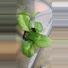 plant/Hoya in 2 inch pot-0-thumbnail