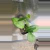 plant/Hoya in 2 inch pot-1-thumbnail