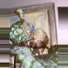 plant/Begonia confetti yeti, 4”-3-thumbnail