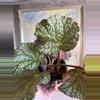 plant/Begonia confetti yeti, 4”-0-thumbnail