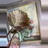 plant/Begonia confetti yeti, 4”-4-thumbnail
