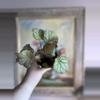 plant/Begonia confetti yeti, 4”-7-thumbnail
