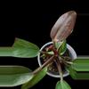 plant/Philodendron Red Sun-1-thumbnail