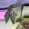 plant/👸A. Warocqueanum #6-2-thumbnail