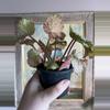 plant/Begonia confetti yeti, 4”-6-thumbnail