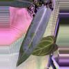 plant/👸A. Warocqueanum #6-1-thumbnail