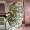 plant/Begonia confetti yeti, 4”-2-thumbnail