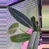 plant/👸A. Warocqueanum #6-3-thumbnail