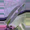 plant/👸A. Warocqueanum #6-4-thumbnail