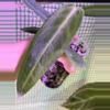 plant/👸A. Warocqueanum #6-5-thumbnail