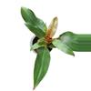 plant/Philodendron Orange Marmalade.-0-thumbnail