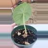 plant/Alocasia maharani-2-thumbnail