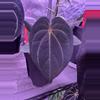 plant/Anthurium purple mystique x rvdp-0-thumbnail