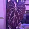 plant/1 anthurium blue velvet x AOS X WFN-1-thumbnail