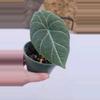 plant/Alocasia maharani-0-thumbnail
