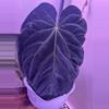 plant/1 anthurium blue velvet x AOS X WFN-2-thumbnail