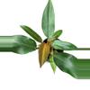 plant/Philodendron Orange Marmalade.-1-thumbnail
