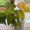 plant/Nirvana Emerald hybrid philo. Red stem speckled-0-thumbnail